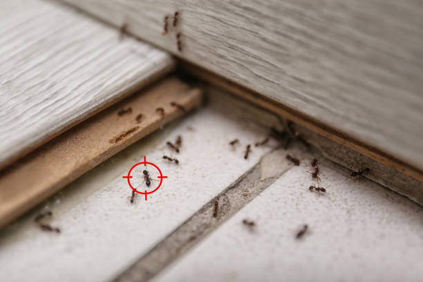 Best Best Pest Control Companies  in Idyllwild Pine Cove, CA