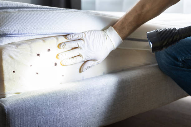 Best Residential Pest Control  in Idyllwild Pine Cove, CA