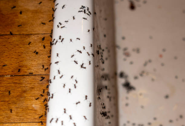 Pest Control Cost in Idyllwild Pine Cove, CA