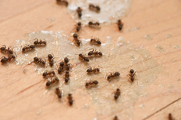  Idyllwild Pine Cove, CA Pest Control Pros