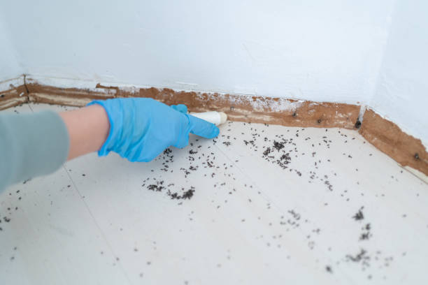 Best Bed Bug Extermination  in Idyllwild Pine Cove, CA